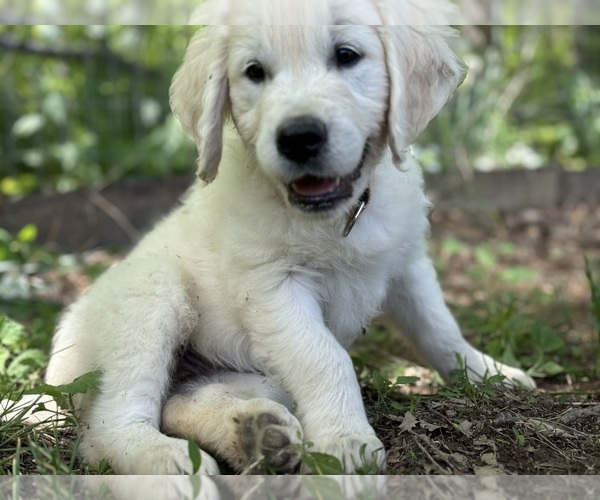 Medium Photo #16  Breeder Profile in WHITE HOUSE, TN, USA