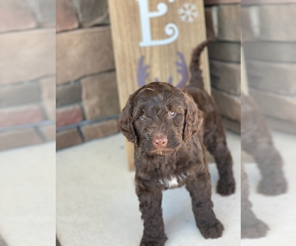Medium Photo #1  Breeder Profile in FAYETTEVILLE, NC, USA