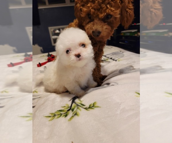 Medium Photo #42  Breeder Profile in NEENAH, WI, USA