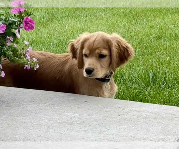 Medium Photo #9  Breeder Profile in FORT COLLINS, CO, USA