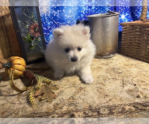 Medium Photo #6  Breeder Profile in CAULFIELD, MO, USA