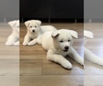 Small breeder photo