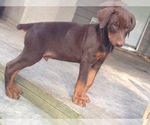 Small #57 Breeder Profile image