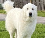Small breeder photo