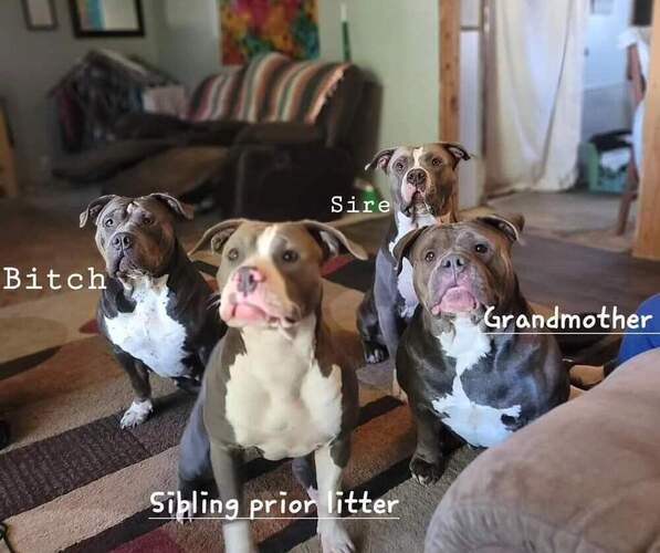 Medium Photo #1  Breeder Profile in SALEM, MO, USA