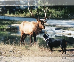 Greater Swiss Mountain Dog Dog Breeder near KERRVILLE, TX, USA