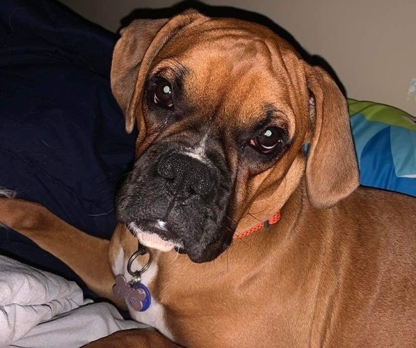 Medium Photo #13  Breeder Profile in LIMA, OH, USA