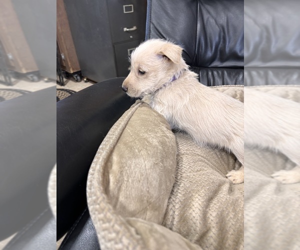 Medium Photo #5  Breeder Profile in HASTINGS, NE, USA