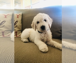 Main photo of Goldendoodle Dog Breeder near EL CAJON, CA, USA