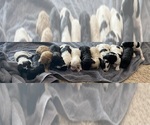 Small breeder photo