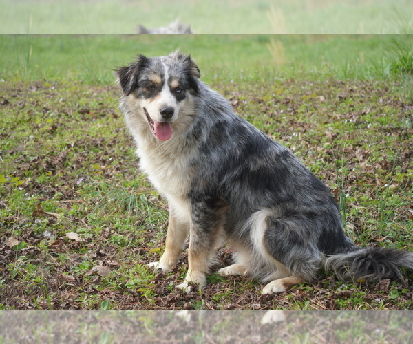 Medium Photo #1  Breeder Profile in PISGAH, AL, USA