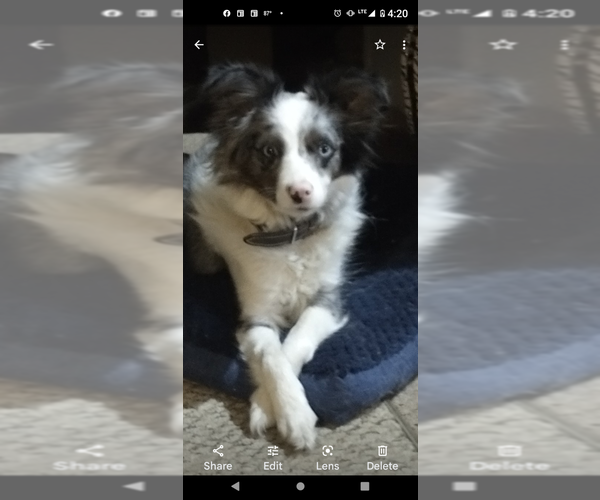 Medium Photo #15  Breeder Profile in SEVERY, KS, USA