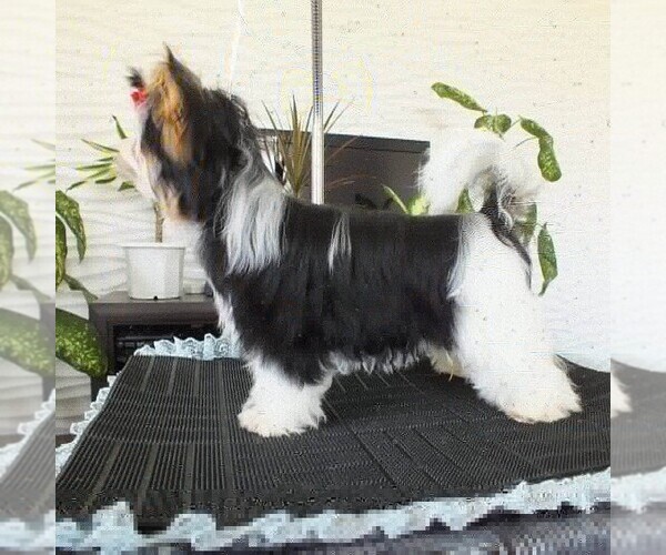 Medium Photo #18  Breeder Profile in TEMPE, AZ, USA