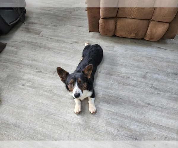Medium Photo #16  Breeder Profile in HUNTSVILLE, AL, USA
