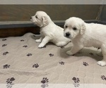 Small #16 Breeder Profile image