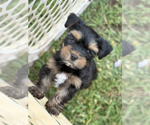 Medium Photo #2  Breeder Profile in ZEPHYRHILLS, FL, USA