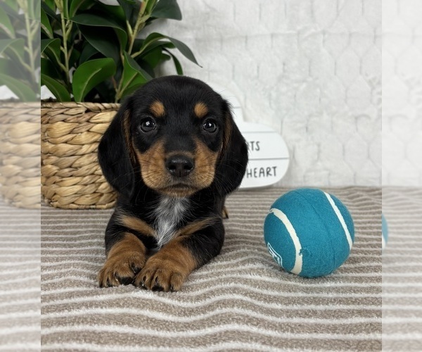 Medium Photo #1  Breeder Profile in GREENFIELD, IN, USA