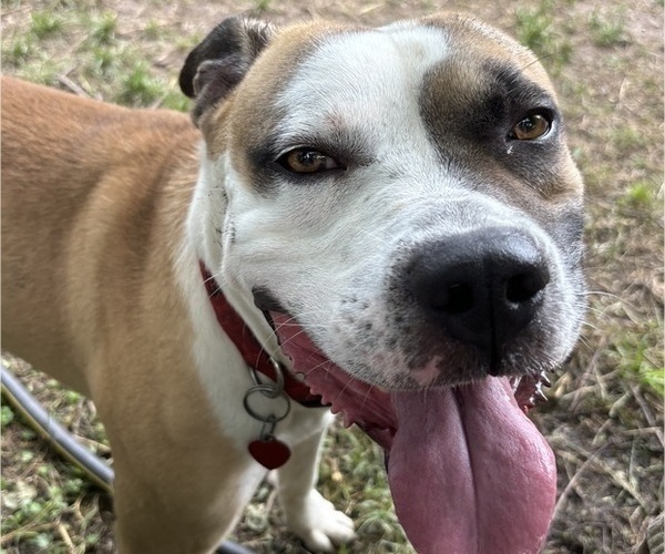 Medium Photo #7  Breeder Profile in NORFOLK, VA, USA