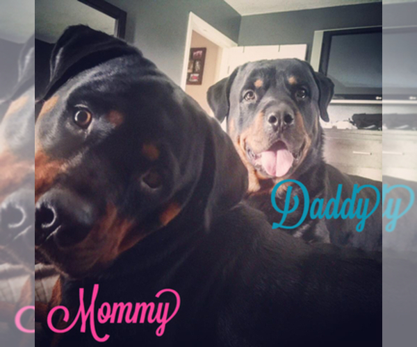 Medium Photo #1  Breeder Profile in PORT SAINT LUCIE, FL, USA