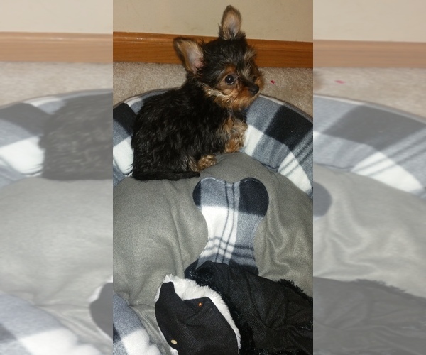 Medium Photo #56  Breeder Profile in NEENAH, WI, USA