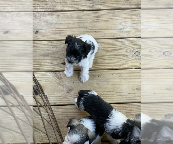 Medium Photo #6  Breeder Profile in WESTMINSTER, SC, USA