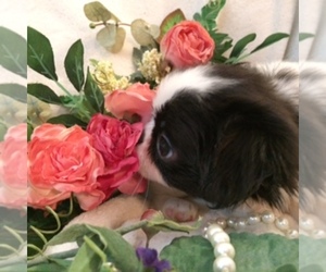 Japanese Chin Dog Breeder near DAVISVILLE, MO, USA