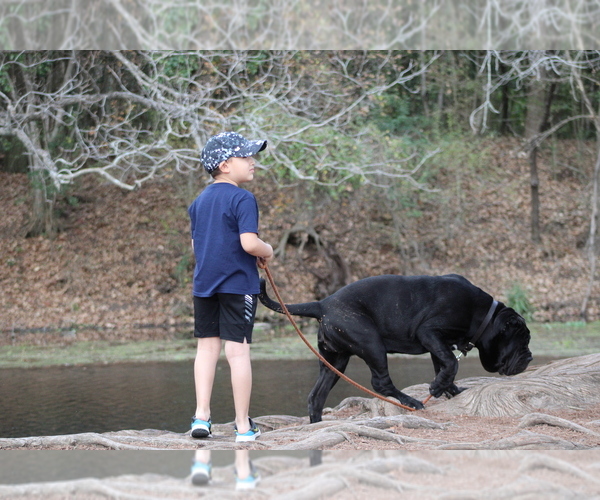 Medium Photo #39  Breeder Profile in SAN MARCOS, TX, USA