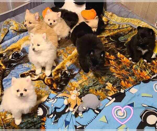 Medium Photo #1  Breeder Profile in OSHKOSH, WI, USA