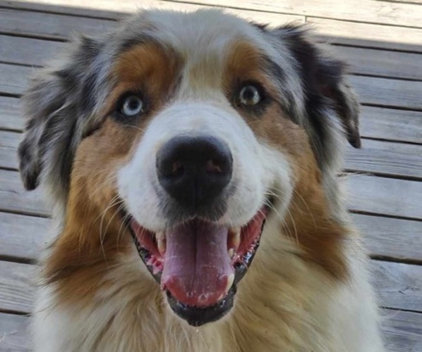 Medium Photo #1  Breeder Profile in WESTPORT, IN, USA