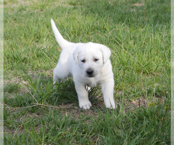 Medium Photo #1  Breeder Profile in VALLEY CENTER, KS, USA