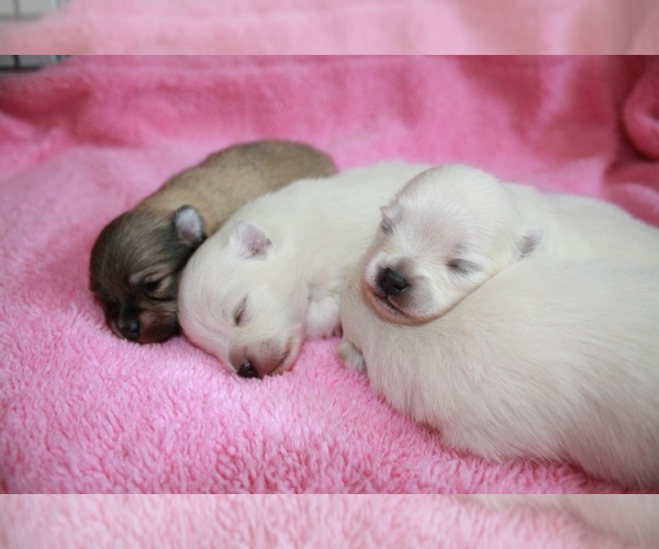 Medium Photo #11  Breeder Profile in LONE ROCK, WI, USA