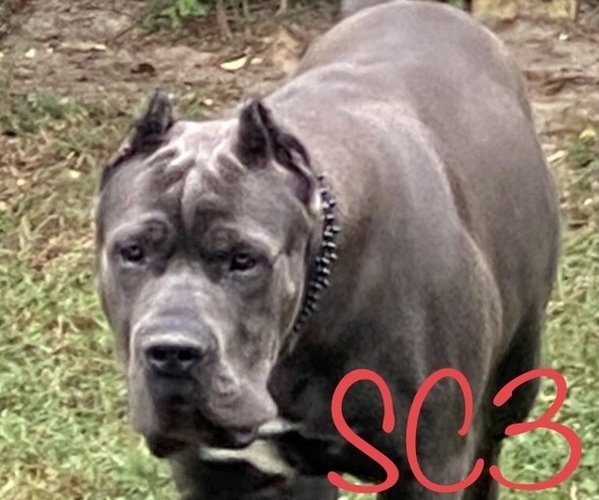 Medium Photo #1  Breeder Profile in ZEBULON, NC, USA