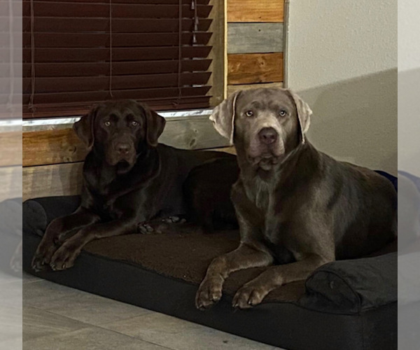 Medium Photo #1  Breeder Profile in KISSIMMEE, FL, USA
