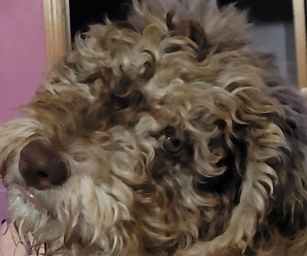 Medium Photo #41  Breeder Profile in PASCO, WA, USA