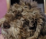 Small #40 Breeder Profile image