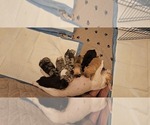 Small #7 Breeder Profile image