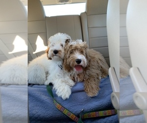 Main photo of Australian Labradoodle Dog Breeder near SOMERSWORTH, NH, USA