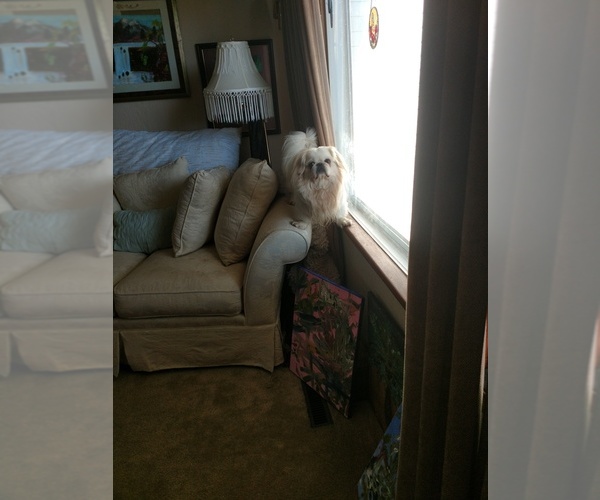 Medium Photo #1  Breeder Profile in CAMDENTON, MO, USA