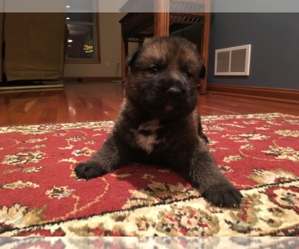 Medium Photo #1  Breeder Profile in NORTH ROYALTON, OH, USA