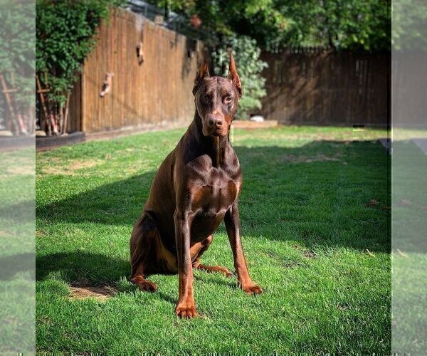 Medium Photo #46  Breeder Profile in FORT LAUDERDALE, FL, USA