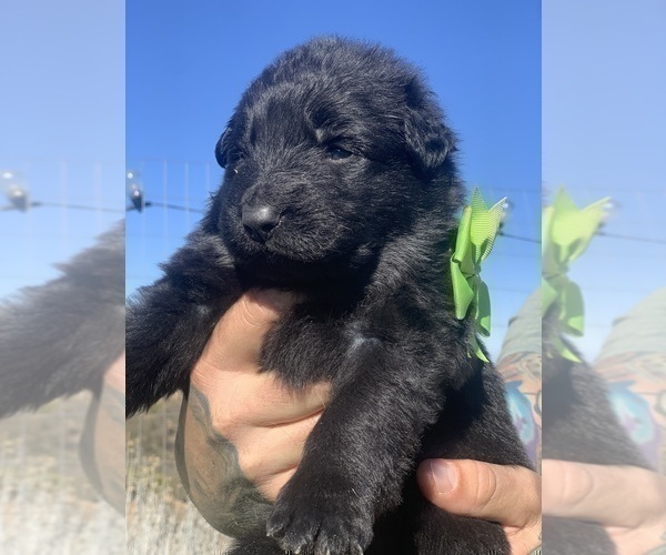 Medium Photo #70  Breeder Profile in PINON HILLS, CA, USA