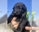 Small #69 Breeder Profile image