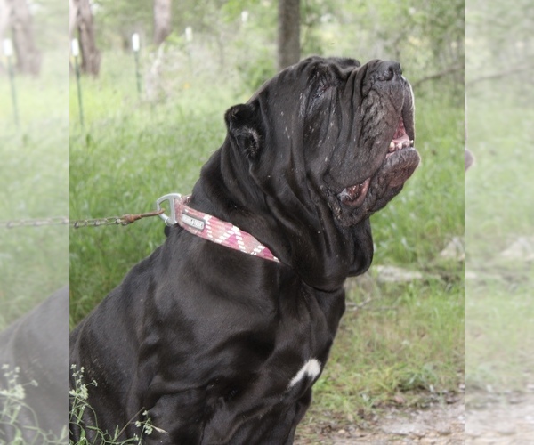 Medium Photo #34  Breeder Profile in SAN MARCOS, TX, USA
