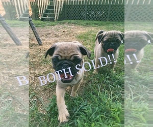 Pug Dog Breeder near CINCINNATI, OH, USA