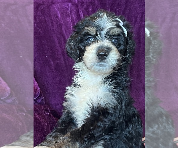 Medium Photo #7  Breeder Profile in CORAL, MI, USA