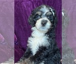 Small #6 Breeder Profile image