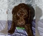 Small #3 Breeder Profile image