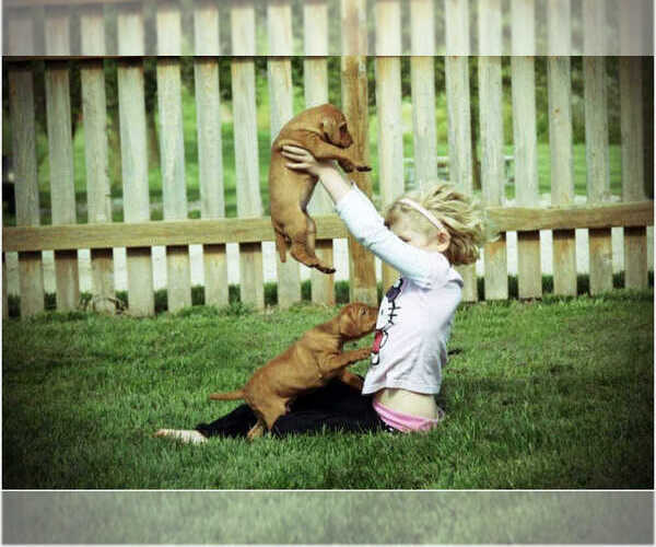 Medium Photo #3  Breeder Profile in HARLAN, IA, USA