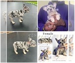 Small #3 Breeder Profile image