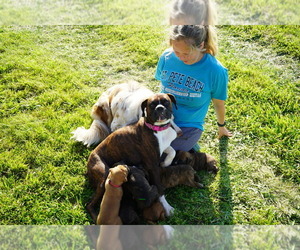 Boxer Dog Breeder near KNOB NOSTER, MO, USA